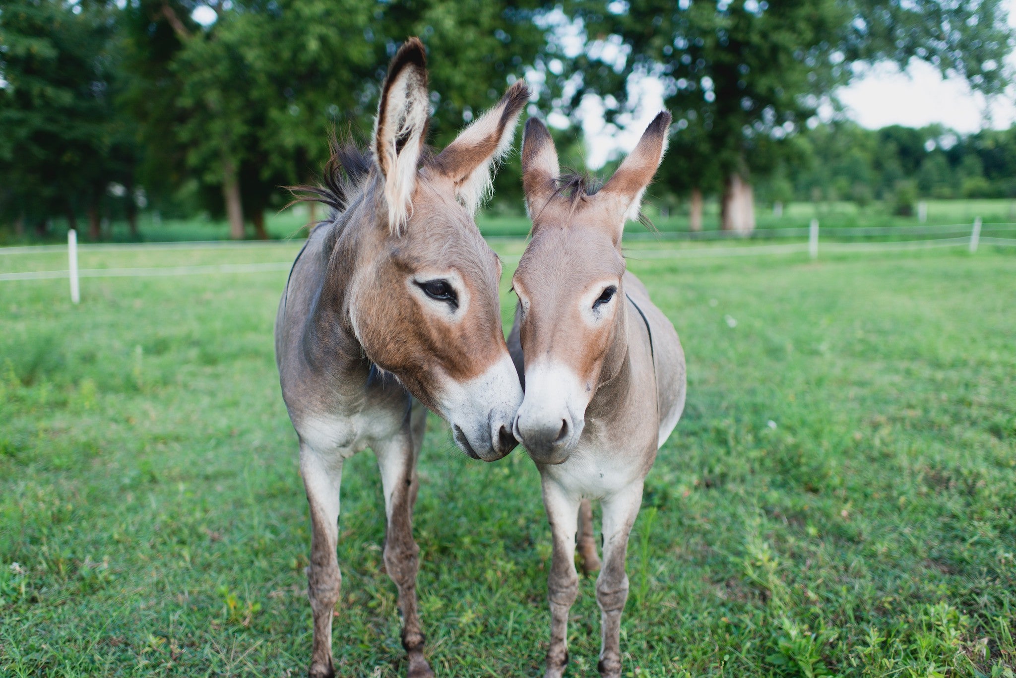 Everyday Zen Oil (8oz) – Zen Donkey Wellness